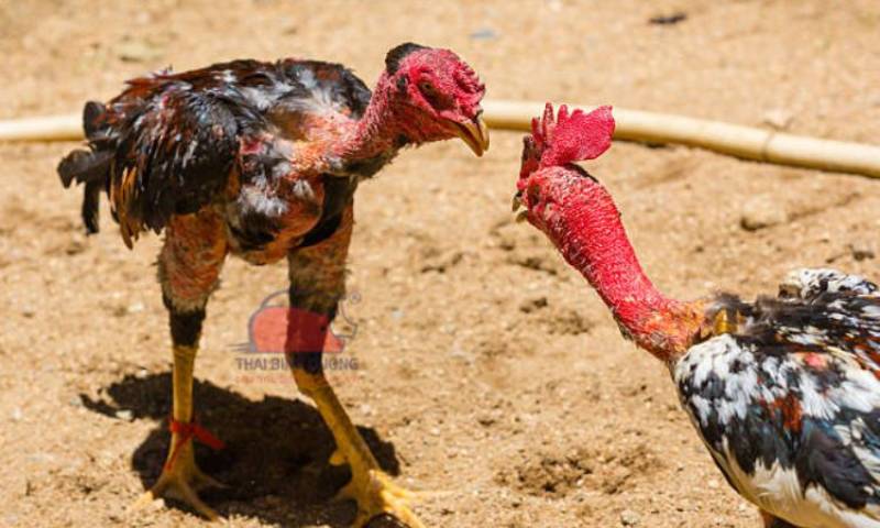 Gà nòi Việt Nam 
