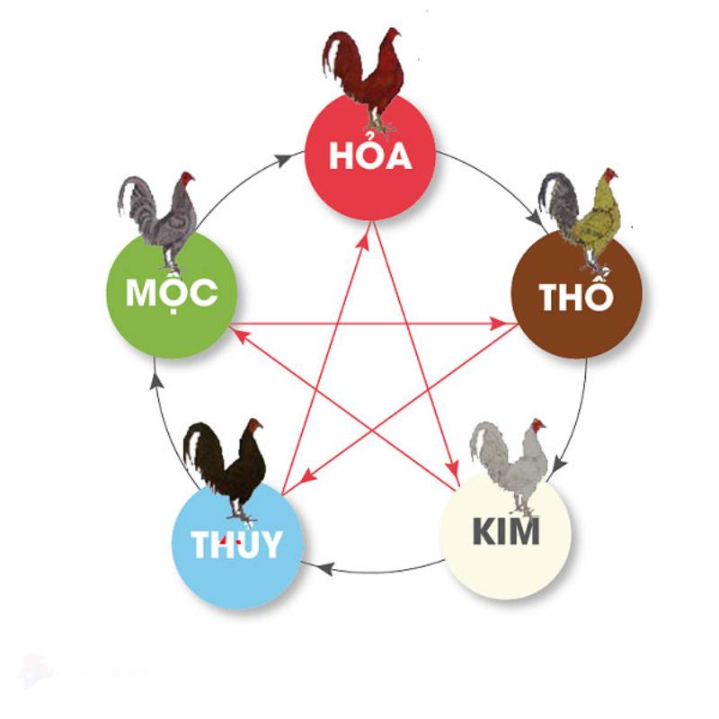 Ngũ hành và mối liên hệ với đá gà