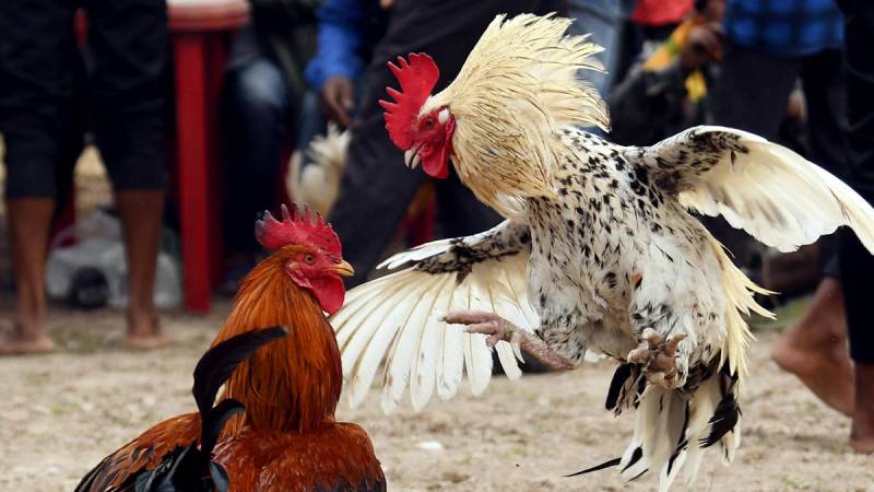 Vì sao càng am hiểu gà chọi thì càng dễ thất vọng?